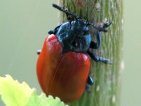 Pappelblattkäfer, Chrysomela populi