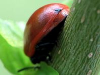 Pappelblattkäfer, Chrysomela populi