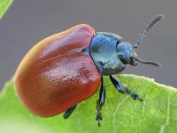 Pappelblattkäfer, Chrysomela populi