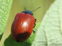 Pappelblattkäfer, Chrysomela populi