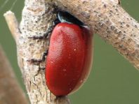 Pappelblattkäfer, Chrysomela populi