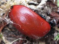 Pappelblattkäfer, Chrysomela populi