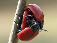 Pappelblattkäfer, Chrysomela populi