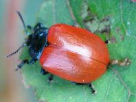 Pappelblattkäfer, Chrysomela populi