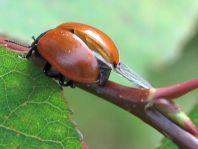 Pappelblattkäfer, Chrysomela populi