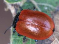 Pappelblattkäfer, Chrysomela populi