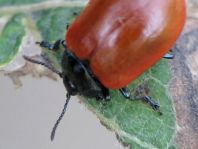 Pappelblattkäfer, Chrysomela populi