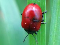 Pappelblattkäfer, Chrysomela populi