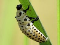 Chrysomela sp., Larve