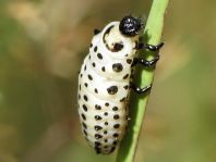 Chrysomela sp., Larve