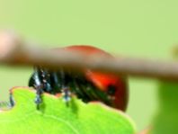 Pappelblattkäfer, Chrysomela populi