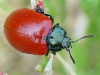 Pappelblattkäfer, Chrysomela populi