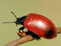 Pappelblattkäfer, Chrysomela populi