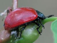 Pappelblattkäfer, Chrysomela populi