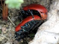 Pappelblattkäfer, Chrysomela populi