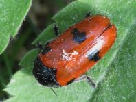 Clytra quadripunctata, Ameisen-Blattkäfer