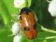 Clytra quadripunctata, Ameisen-Blattkäfer