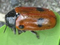 Clytra quadripunctata, Ameisen-Blattkäfer