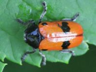 Clytra laeviuscula, Ameisen-Sackkäfer