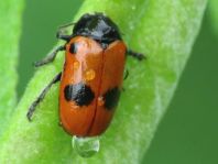 Clytra laeviuscula, Ameisen-Sackkäfer