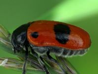 Clytra laeviuscula, Ameisen-Sackkäfer