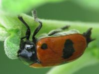Clytra laeviuscula, Ameisen-Sackkäfer