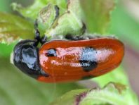 Clytra laeviuscula, Ameisen-Sackkäfer