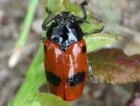 Clytra laeviuscula, Ameisen-Sackkäfer