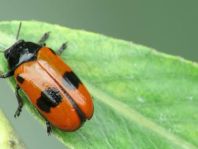 Clytra laeviuscula, Ameisen-Sackkäfer