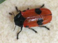 Clytra quadripunctata, Ameisen-Blattkäfer