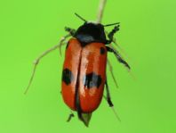 Clytra laeviuscula, Ameisen-Sackkäfer