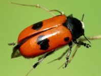 Clytra laeviuscula, Ameisen-Sackkäfer