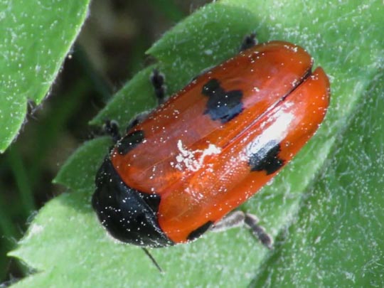 Clytra quadripunctata, Ameisen-Blattkäfer
