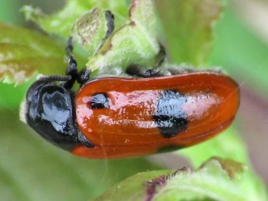 Clytra laeviuscula, Ameisen-Sackkäfer