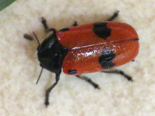 Clytra quadripunctata, Ameisen-Blattkäfer