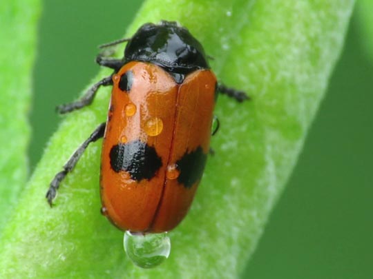 Clytra laeviuscula, Ameisen-Sackkäfer