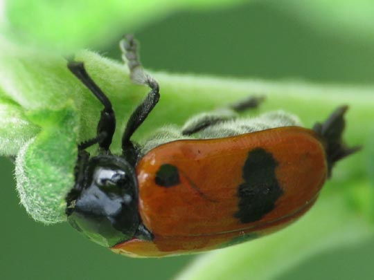 Clytra laeviuscula, Ameisen-Sackkäfer