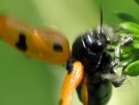 Clytra quadripunctata, Ameisen-Blattkäfer