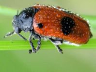 Clytra laeviuscula, Ameisen-Sackkäfer