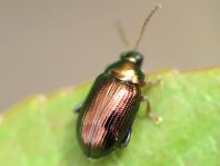 Crepidodera aurea, Goldener Erdfloh