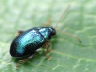 Crepidodera aurea, Goldener Erdfloh