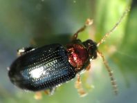 Crepidodera aurata