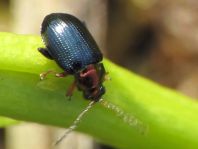 Crepidodera aurata