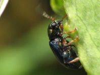 Crepidodera aurata