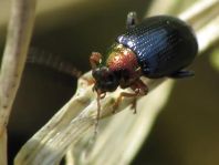 Crepidodera aurata