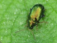 Crepidodera fulvicornis
