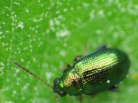 Crepidodera fulvicornis