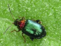Crepidodera aurata