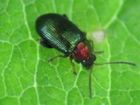 Crepidodera aurata