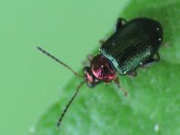 Crepidodera aurata